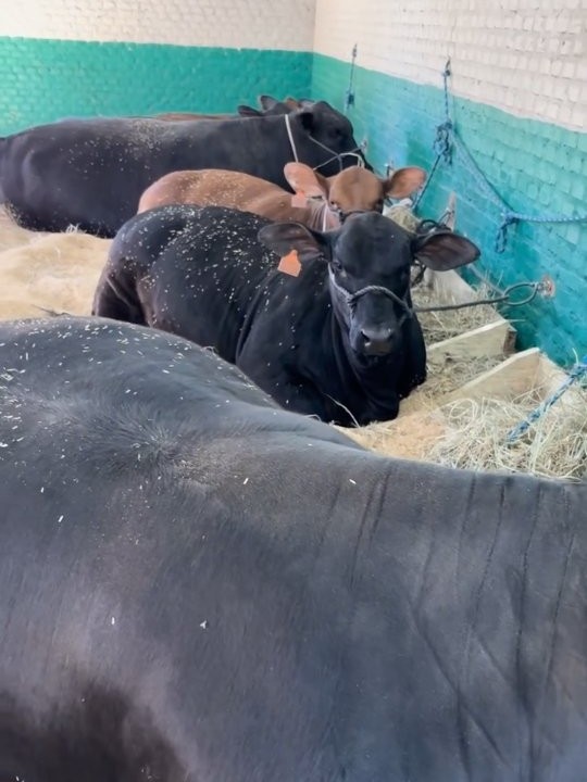 Post: Criador da Cabanha La Coxilha, em Cacequ…