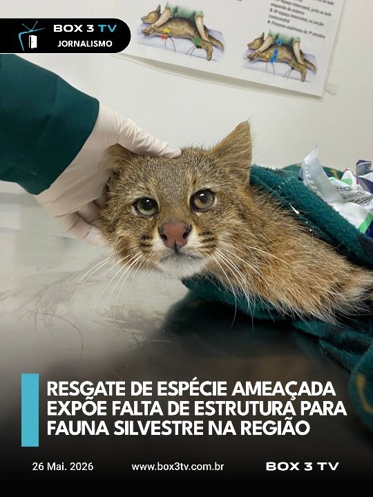 Post: O atendimento de um gato-palheiro-pampea…