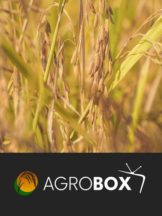 Post: AGRONEGÓCIO NO BOX 3 TV URUGUAIANA
De …