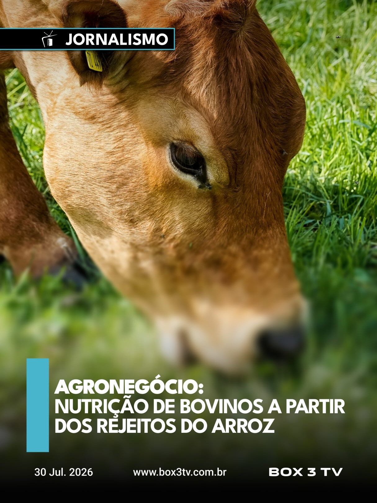 Post: Suplementação animal inteligente e mais …