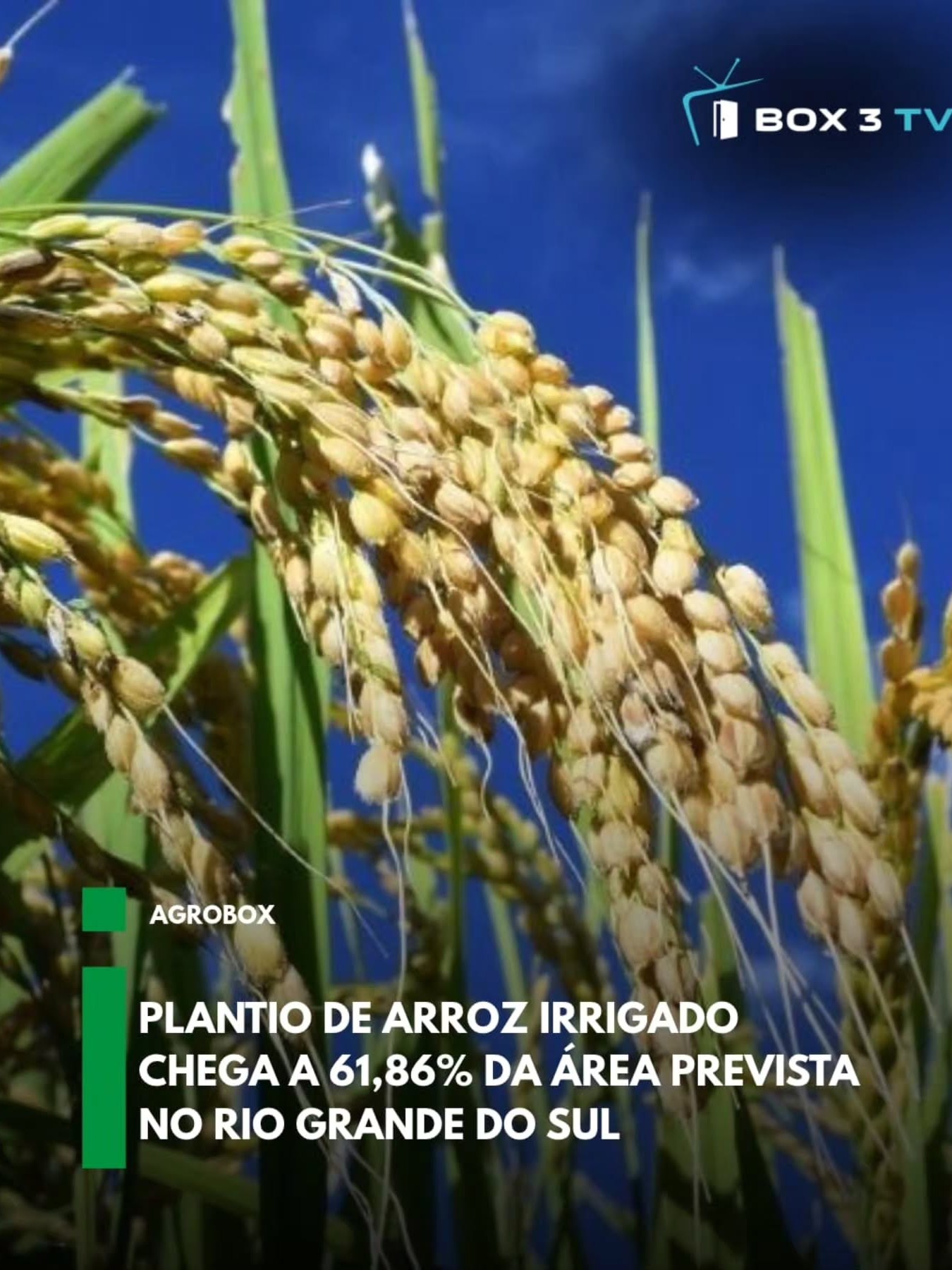 Post: A semeadura do arroz irrigado para a saf…